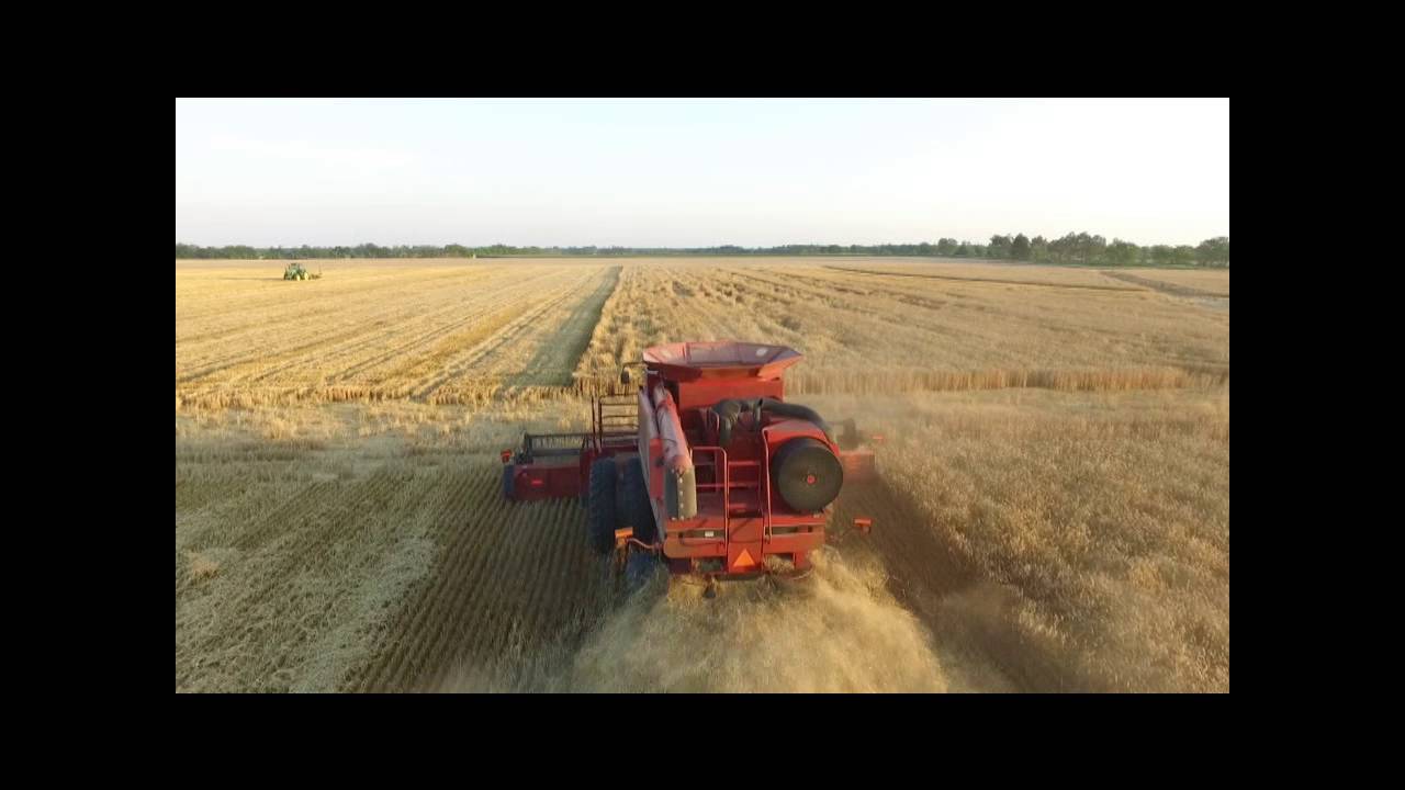 Jason Wheat Harvest, Cotton Planting and Watering Corn 5-24-16