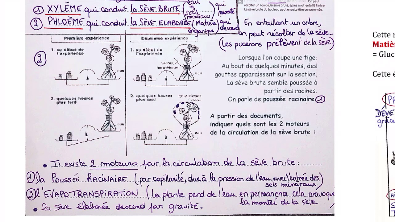Evaluation Svt 4Eme Nutrition Et Organisation Des Plantes
