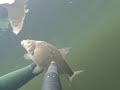Подводная охота на трофейного сазана на Волге весной 2019