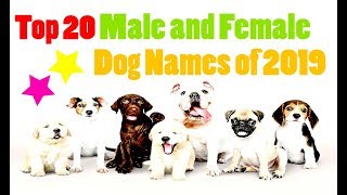 top female dog names