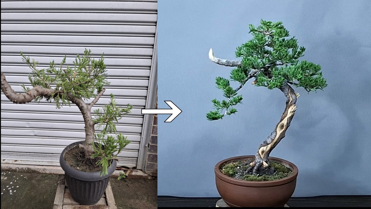 🌳🛠️真柏盆景創作Juniper Bonsai Creation - YouTube