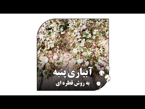 آبیاری پنبه به روش قطره ای
