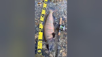 Bắt Được Cá Lạ Dưới Thác Nước Tây Nguyên #fishing #amazing #cauca365 #short