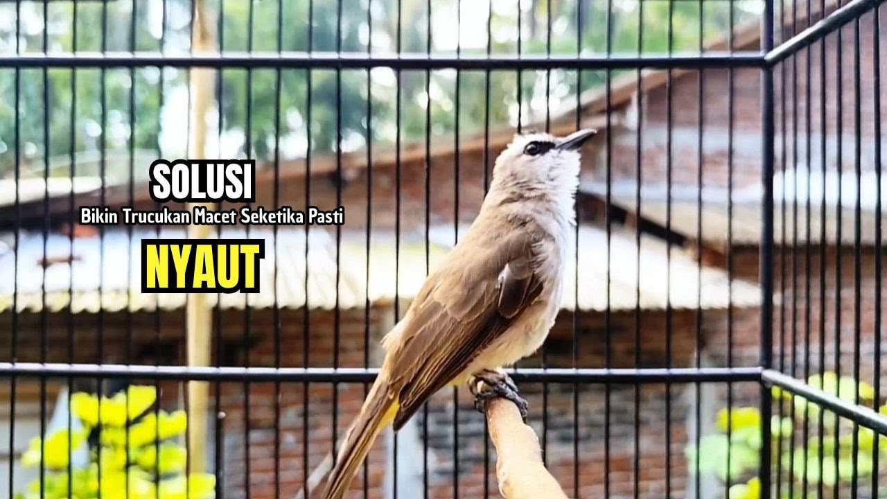 Trucukan Gacor ROPEL PANJANG Saat Subuh COCOK untuk Pancingan Trucuk BAHAN dan MASTERAN TRUCUK Paud