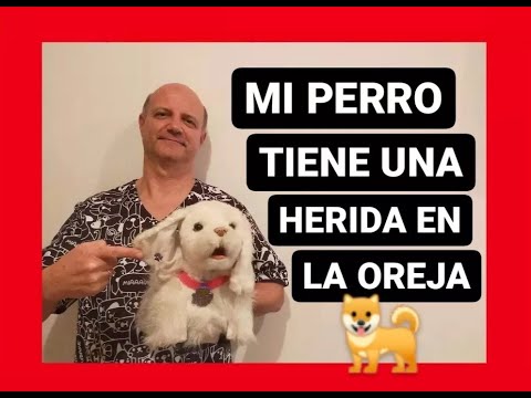 Video: Remedios caseros para una fiebre en un perro Shih Tzu