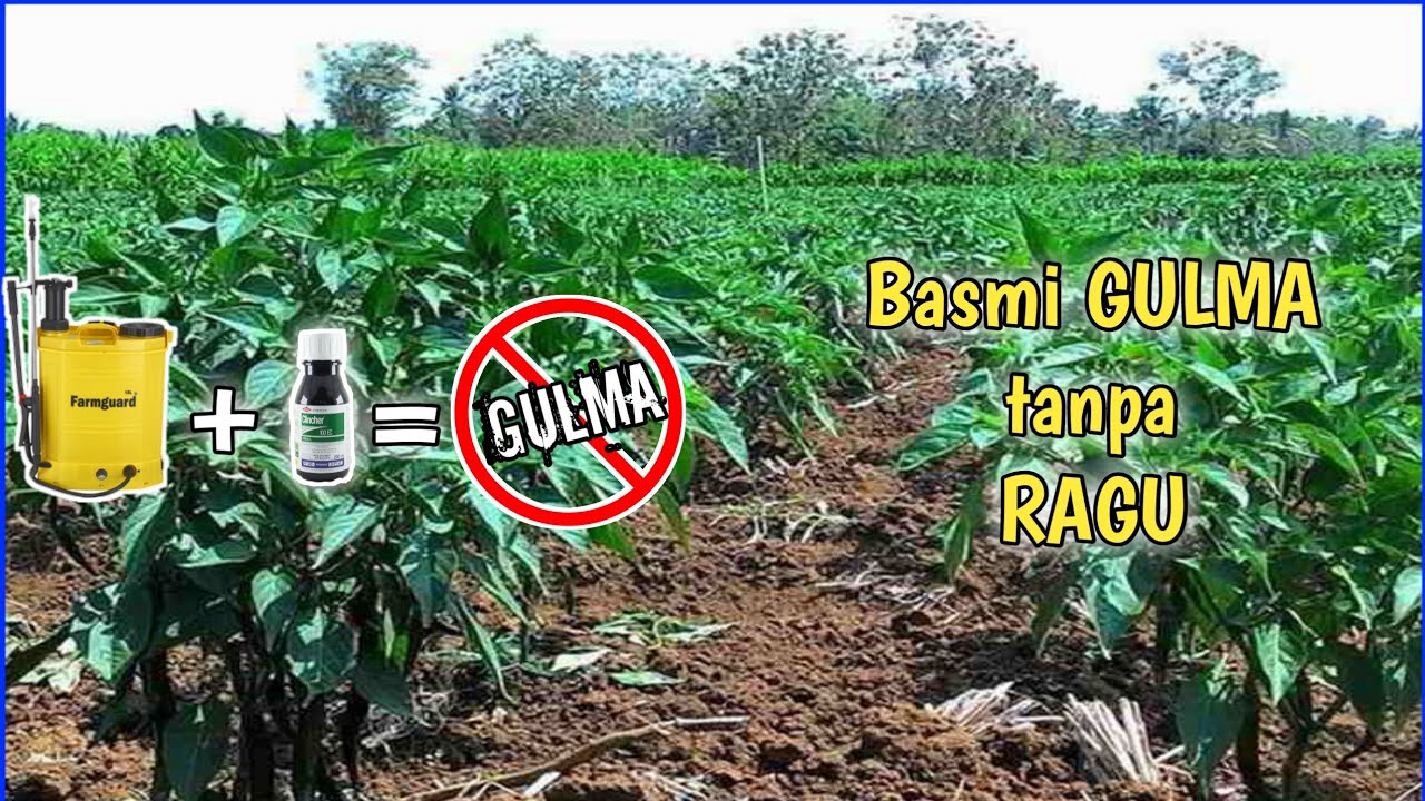 Herbisida Selektif khusus CABE