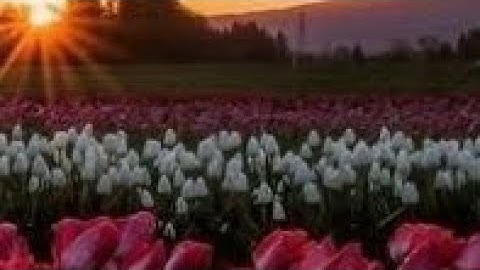 سورة البقرة(ص/٤)-المصحف المعلم مع الترديد-الشيخ محمد صديق المنشاوي رحمه الله تعالى- (مراجعة) ...
