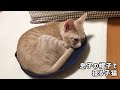 息子の帽子で寝るのが当たり前になった子猫