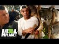 Aventuras con Wild Frank: Animales rescatados  | Animal Planet