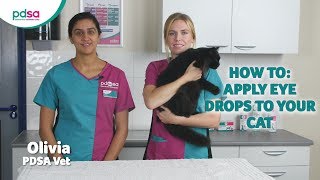 How To Apply Eye Drops To Your Cat: PDSA Petwise Pet Health Hub