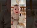 赤ちゃんと犬　　Who Did It? (犯人はどっち？) #Retriever #baby #husky #Samoyed #Shiba Inu　#baby #cute