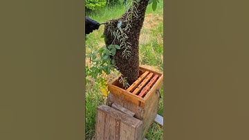 Full Video: Bee Swarm Shaken into Hive from Acacia Branch! 🐝 Close-Up #bee #beekeeper