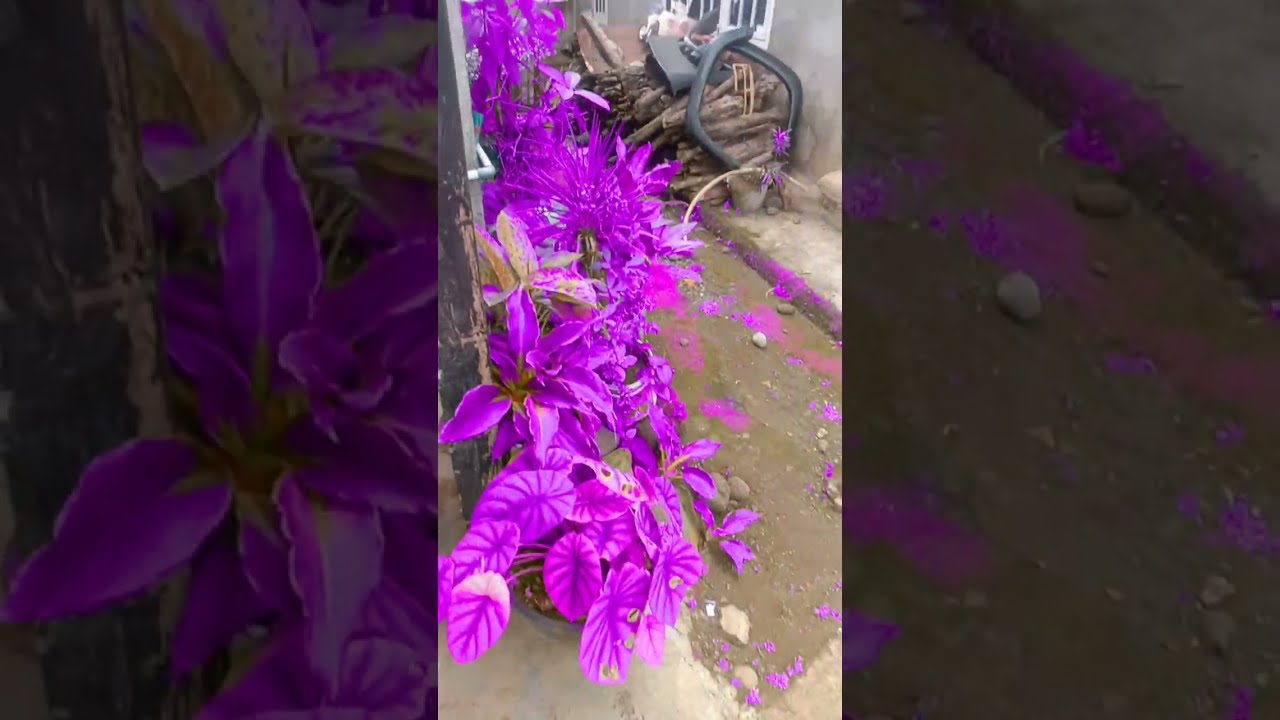 18 Juli 2024