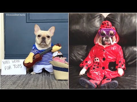 Funniest Dogs In Costumes 2019 | Hilarious Pet Costumes