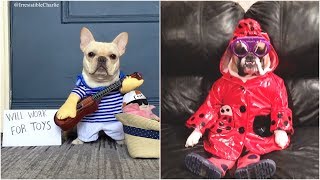 dog funny outfits