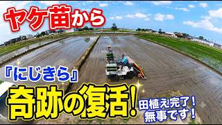 ヤケ苗から奇跡的に助かった「にじのきらめき」田植え・お天気にも恵まれキリよく終了・2026