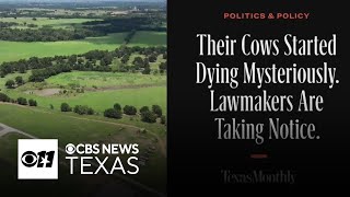 Their cows started dying mysteriously. Lawmakers are taking notice / Texas Monthly