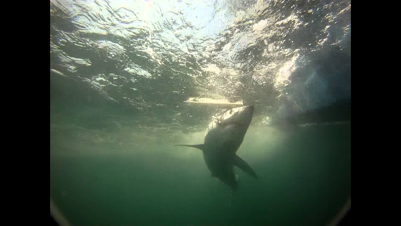 Mako Shark At Boat