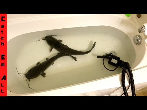 catfish-in-bathtub-raising-for-food!