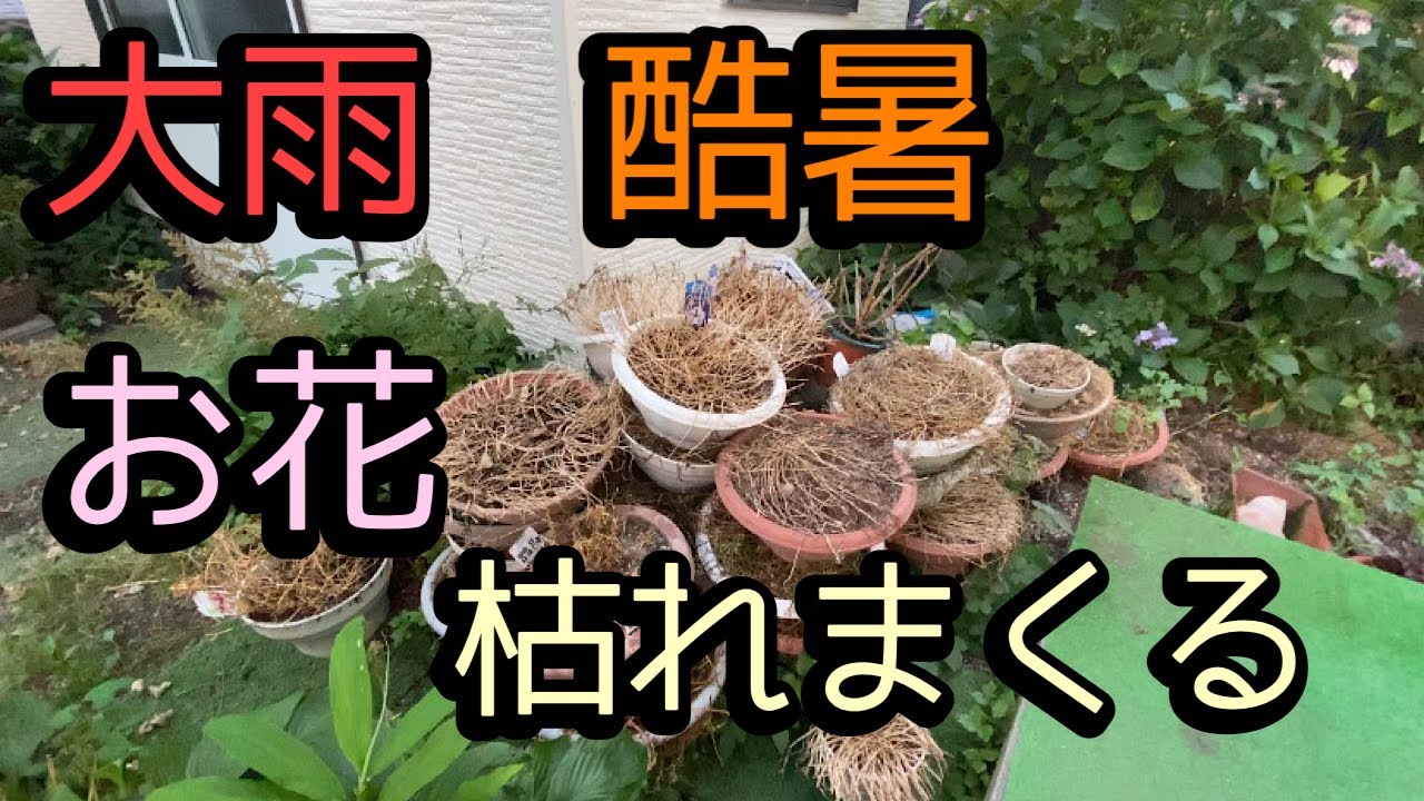 大雨 酷暑】お花が枯れまくる こんな夏もある。 - YouTube