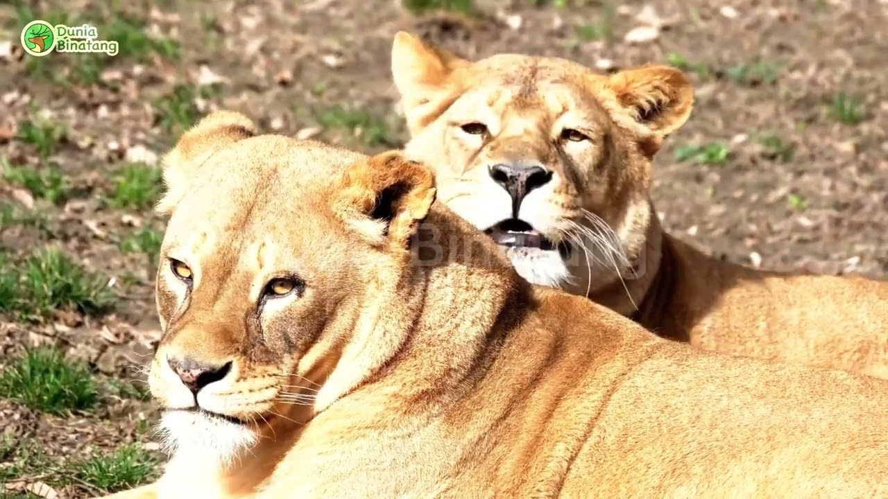 VARIETY OF ANIMAL SOUNDS: ZEBRA, JELLYFISH, DOLPHIN, TURTLE, FISH.