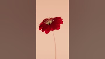 Procedural Flower Animation