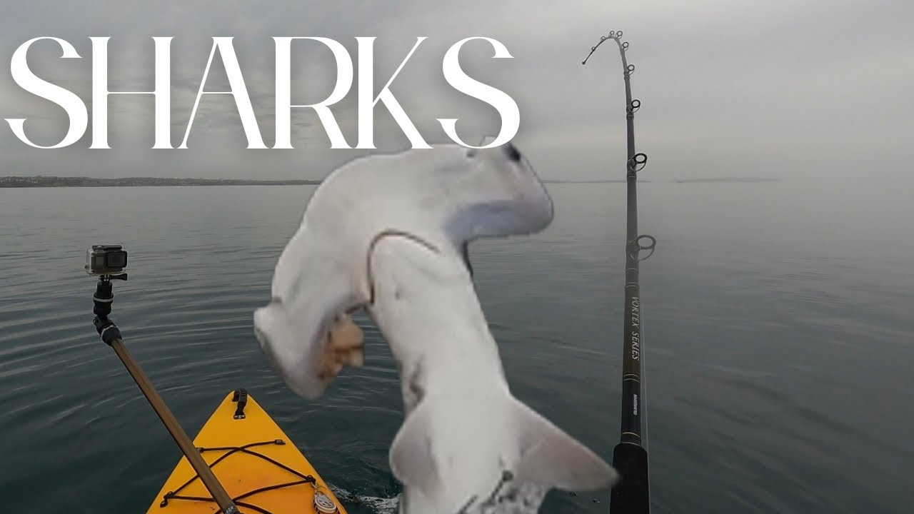 Battle with the shark kayak fishing for snapper 