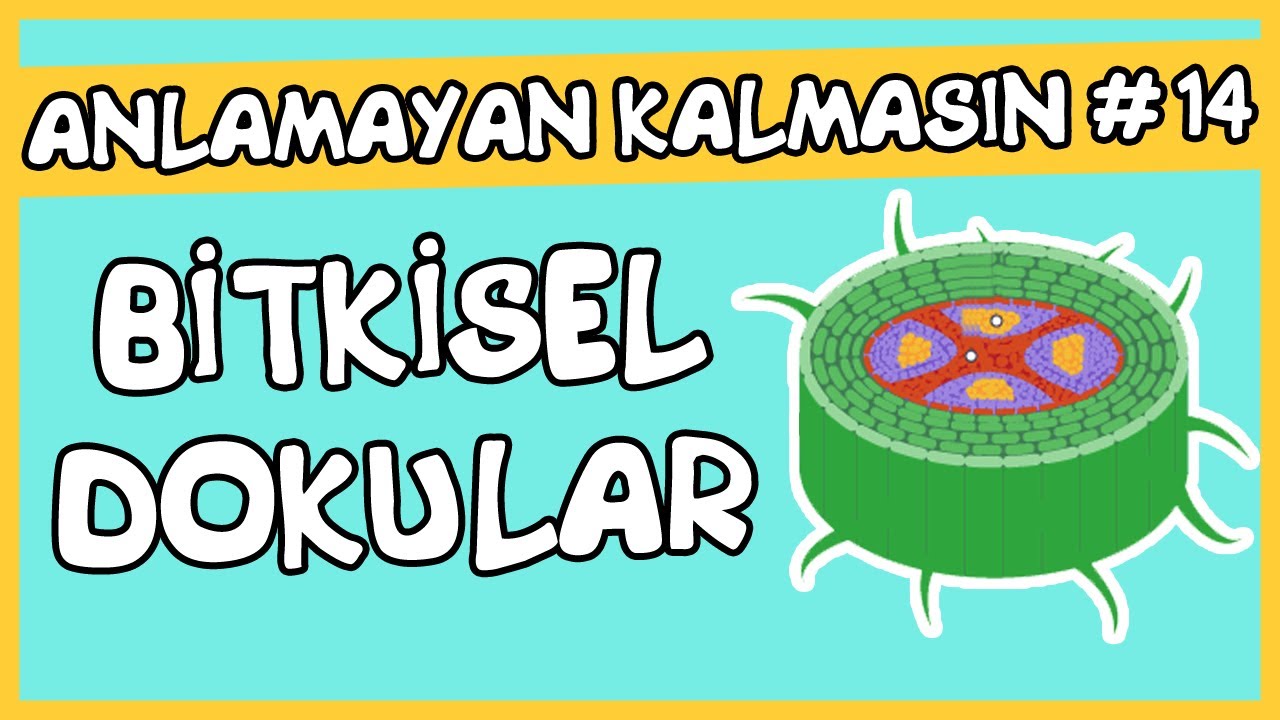 Anlamayan Kalmasın #14 Bitkisel Dokular