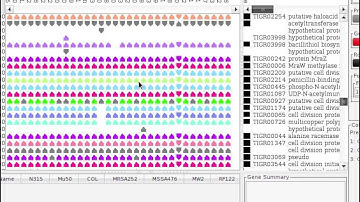Pan-Tetris: an interactive visualisation for Pan-genomes