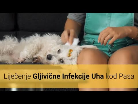 Video: Infekcija psećeg uha
