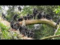 Peaceful Wild Bonobos!【Remake】