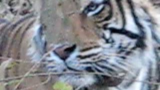 Tiger Video at Ranthambore