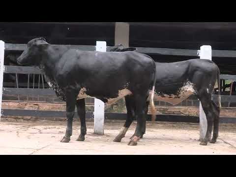 LOTE 37 - 2º Leilão Virtual Fazenda da Serra - 12 de Abril de 2026 | 10:00 Horas