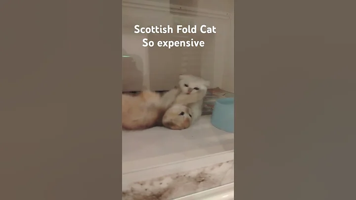 Watch the video about Scottish fold so expensive #cat #kitten #catlover #cute #kitty #pets #cutecat #love #animals