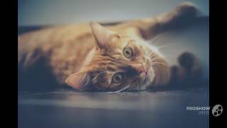 Why Animal Clinic Is Important For Your Pet