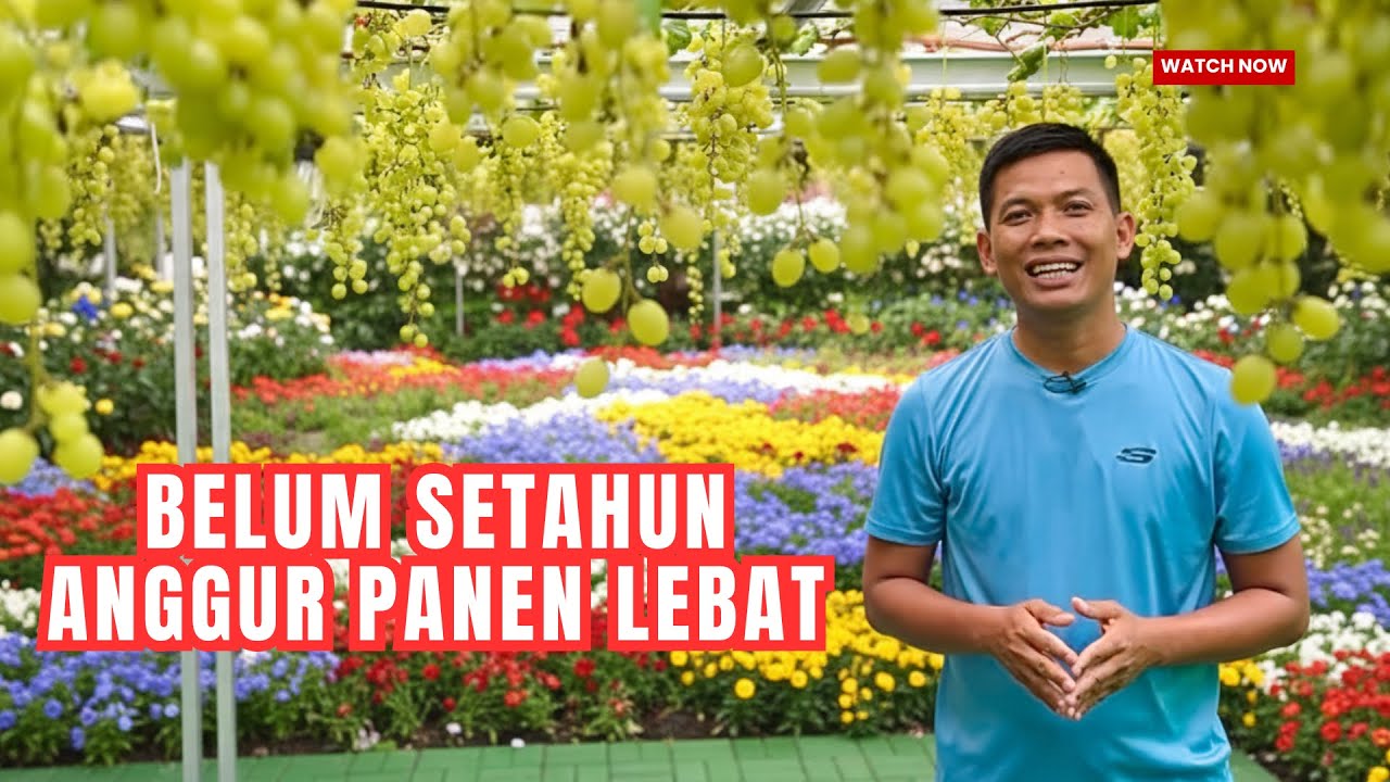 Kok Bisa? Kebun Anggur Ini Berbuah Lebat. Padahal Umurnya Belum Setahun