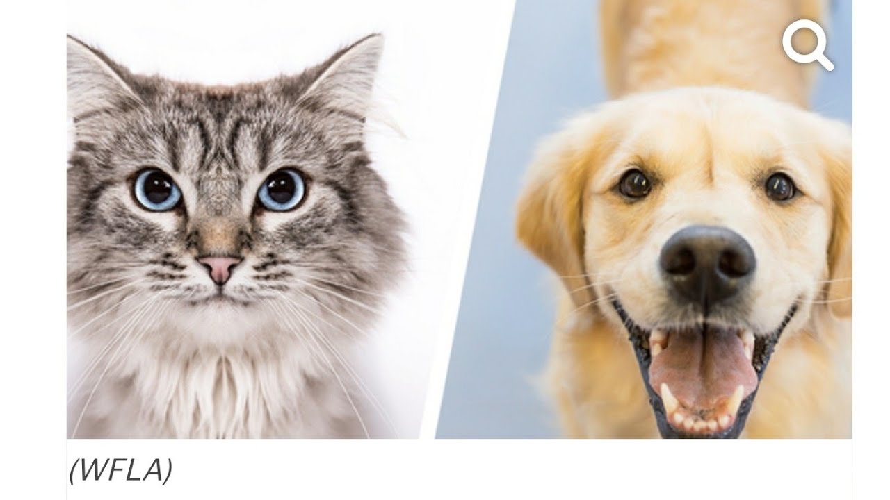 Животные породы кошек и собак. Кошка или собака. Коты vs собаки. Кот против собаки. Кошки или собаки опрос.