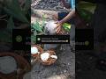Belah kelapa dalam #kelapa