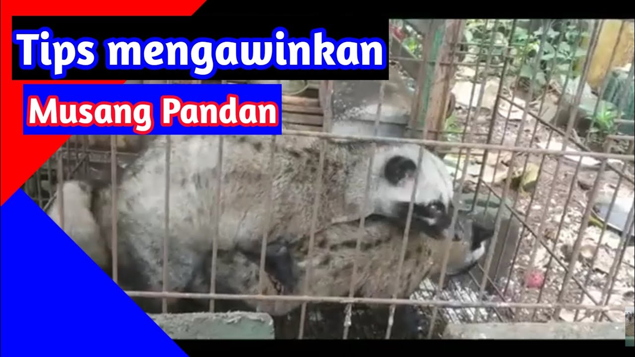 Cara breeding musang pandan || Ciri ciri musang bisa di kawinkan!!!
