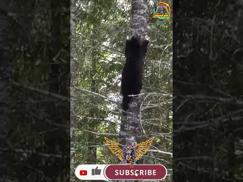 مشهد مدهش لن تصدق كيف يتسلق الدب الأشجار المرتفعه ببساطة وكأنه يمشي   