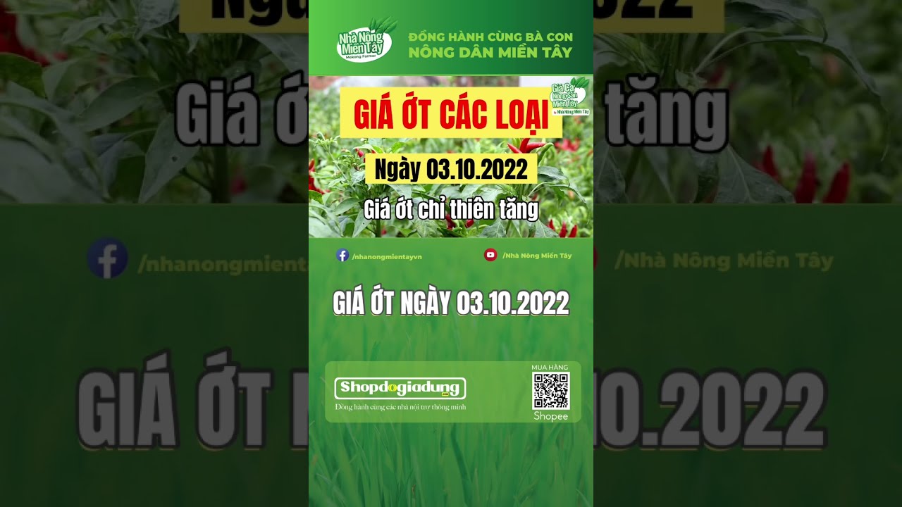 Giá ớt hôm nay ngày 03.10.2022 - youtube