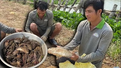 CUỘC CHIẾN DƯỚI NƯỚC • TOÀN CÁ KHỦNG | Bông Lúa Đồng Tháp