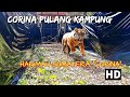 Harimau Sumatera Corina dilepasliarkan Ke habitat, Setelah 9 Bulan dirawat akibat Jerat!