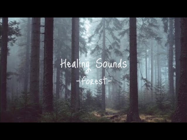 【森】Healing Sotnds -FOREST- / ヒーリングサウンド -森林- ※音のみ