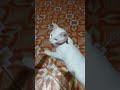 Kucing #kiwi #cute #cat