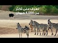 زورونا في حديقة الحيوانات بالعين I Visit Us At Al Ain Zoo