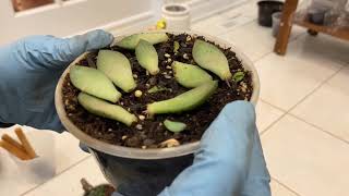 多肉植物叶孵的方法和注意事项