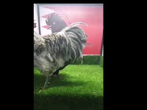    مزاد البحرين للدواجن