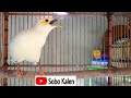 Pancingan Jalak Putih Biar Gacor Rajin Bunyi Mp3 - Mp4 Download