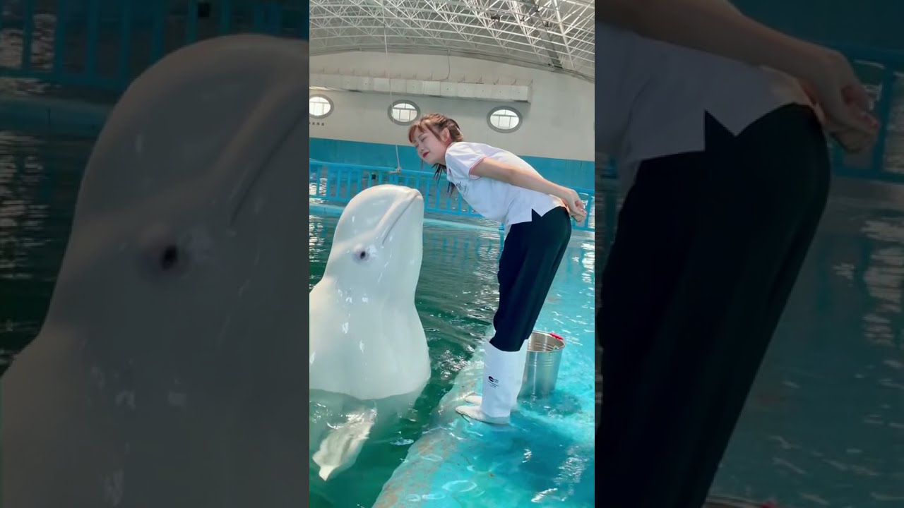 😮White Dolphin Love Moments 😍 Dolphin Kisses Girl